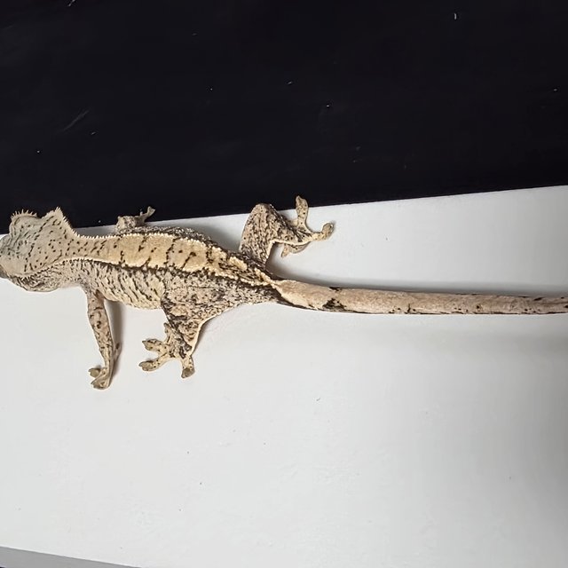 노멀 드리피 화이트스팟