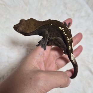 세이블 다크 챠콜