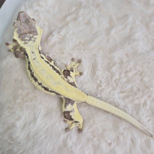 프라푸치노 솔리드백 풀핀