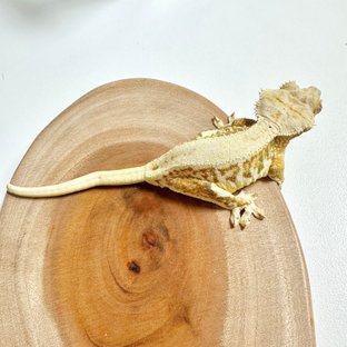 릴리화이트 솔리드백