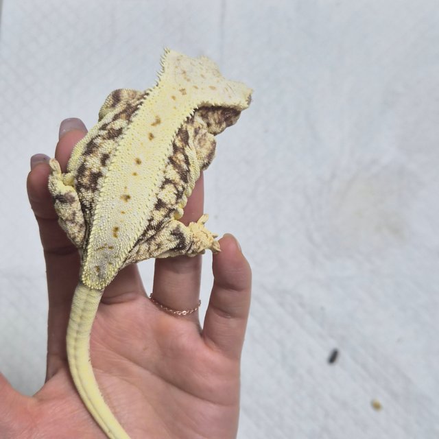 릴리화이트 풀핀