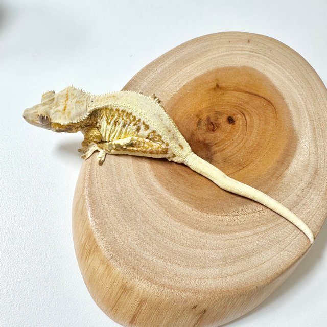 릴리화이트 솔리드백