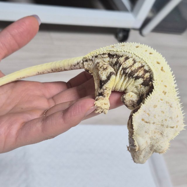 릴리화이트 풀핀