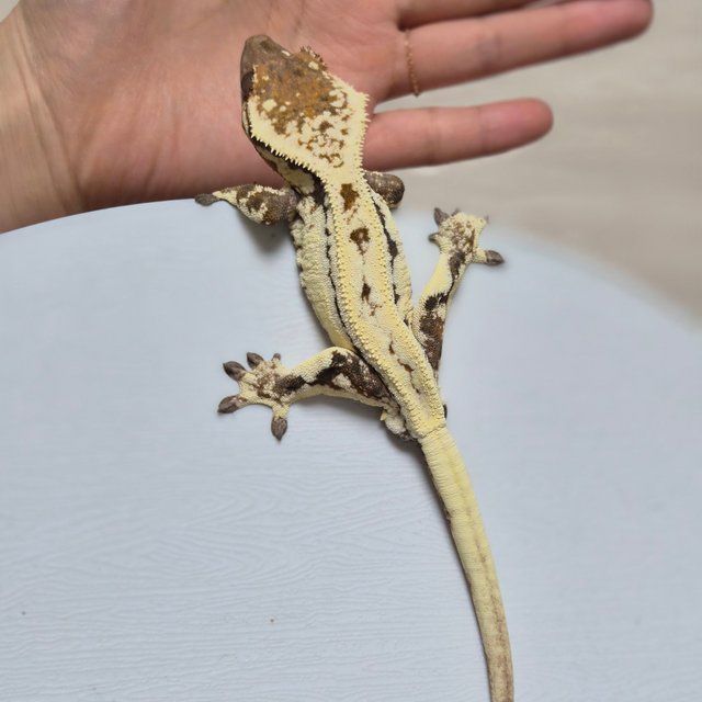 릴리 세이블 풀핀