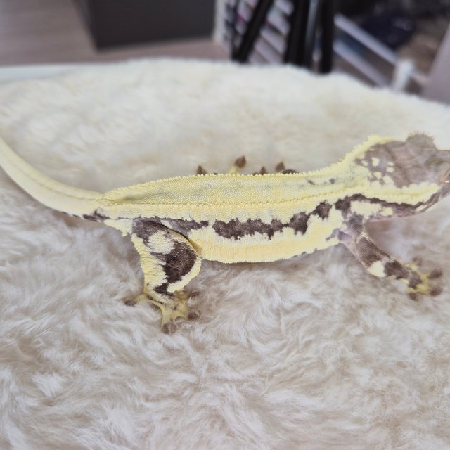 프라푸치노 솔리드백 풀핀