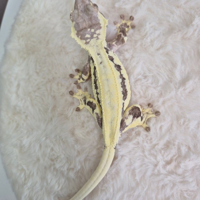 프라푸치노 솔리드백 풀핀