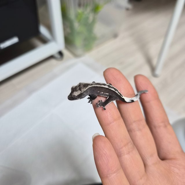 아잔틱 화이트핀 화이트포트홀 풀핀 핀스트라이프