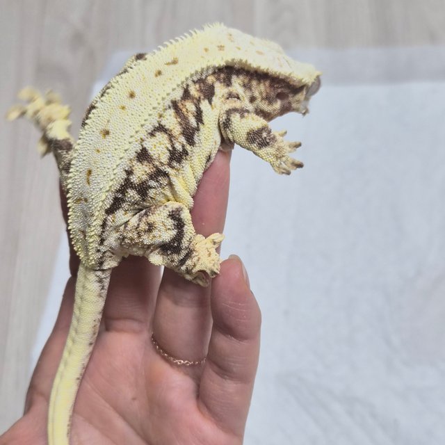 릴리화이트 풀핀