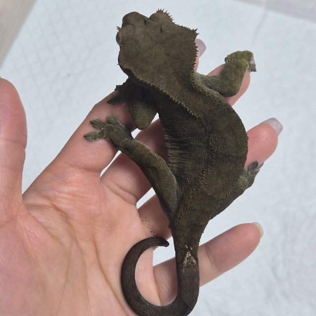 카푸치노 챠콜 팬텀