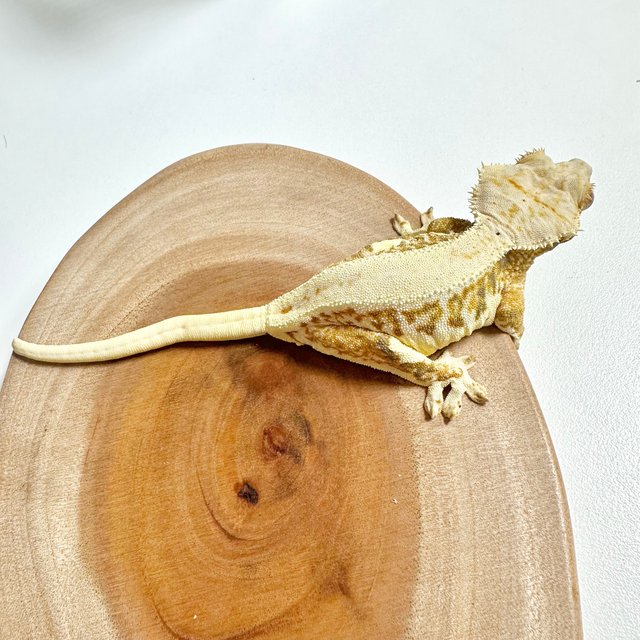 릴리화이트 솔리드백