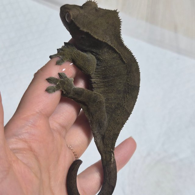 카푸치노 챠콜 팬텀