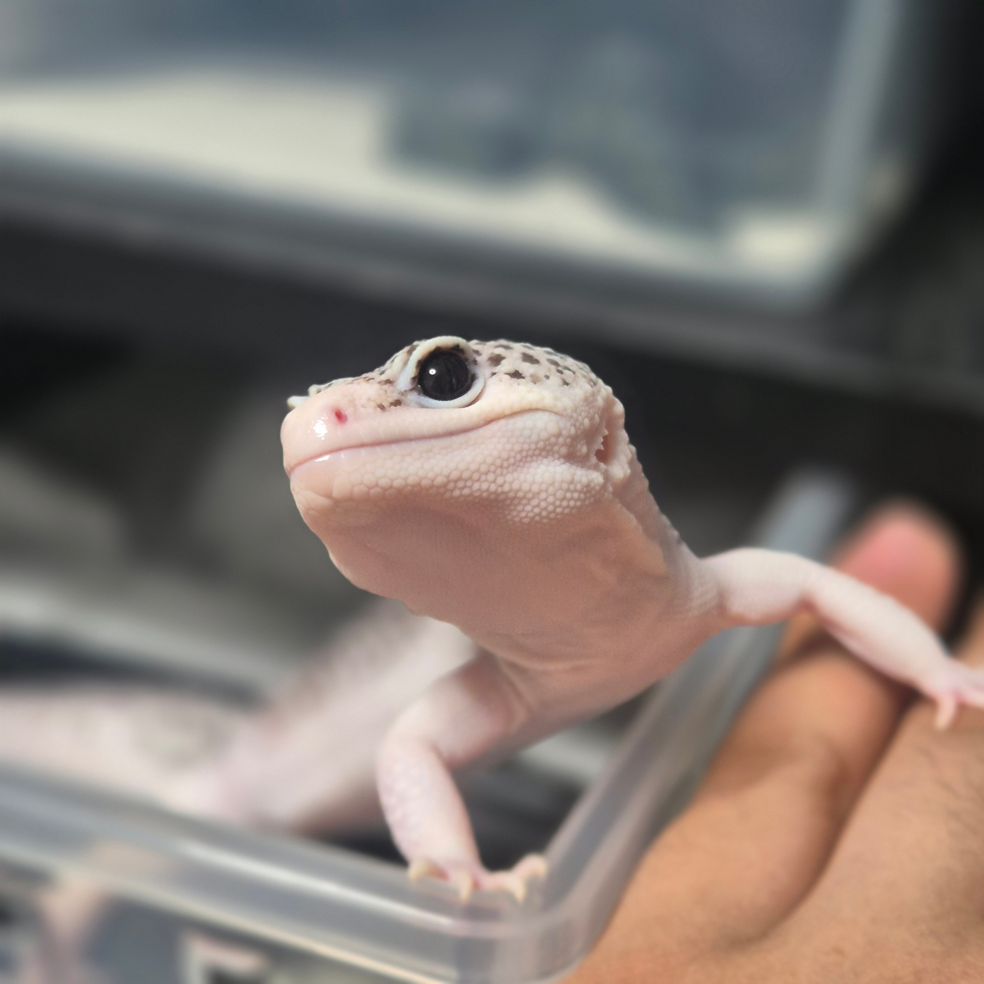 아기레게