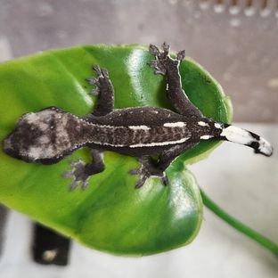 아잔틱