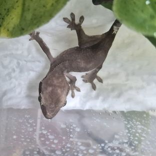 아잔틱