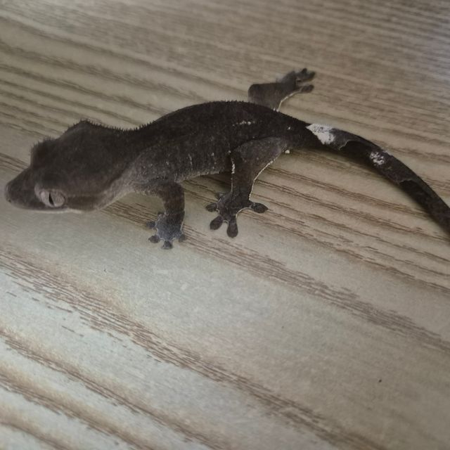 아잔틱