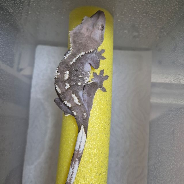 아잔틱