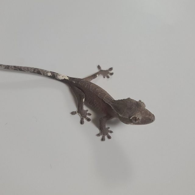아잔틱