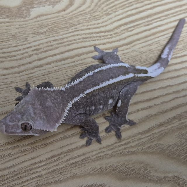 아잔틱