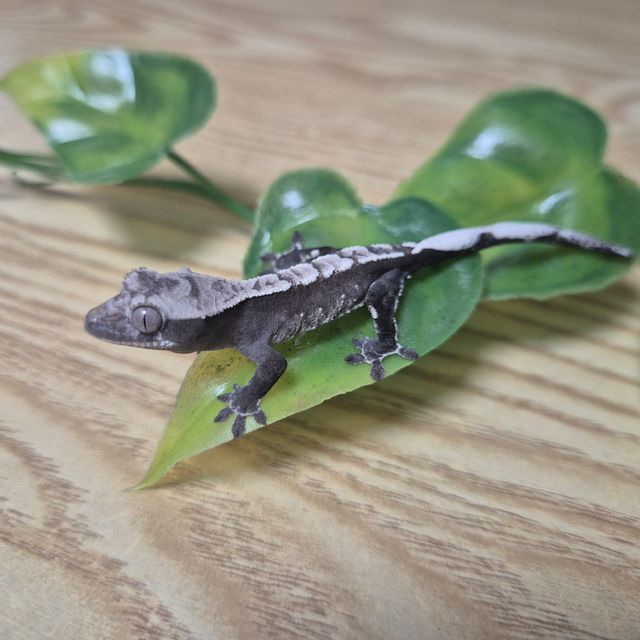 아잔틱