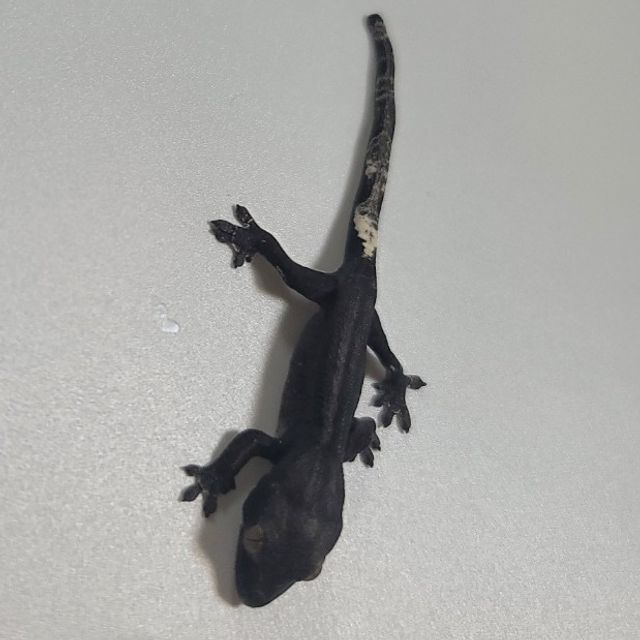 아잔틱