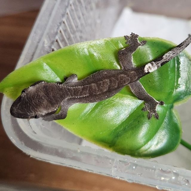 아잔틱