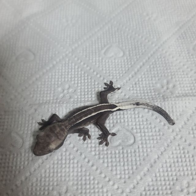 아잔틱