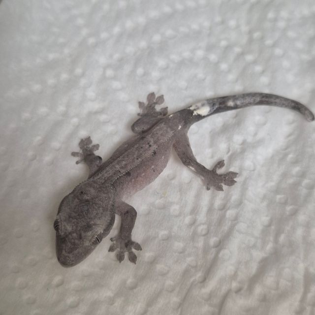 아잔틱
