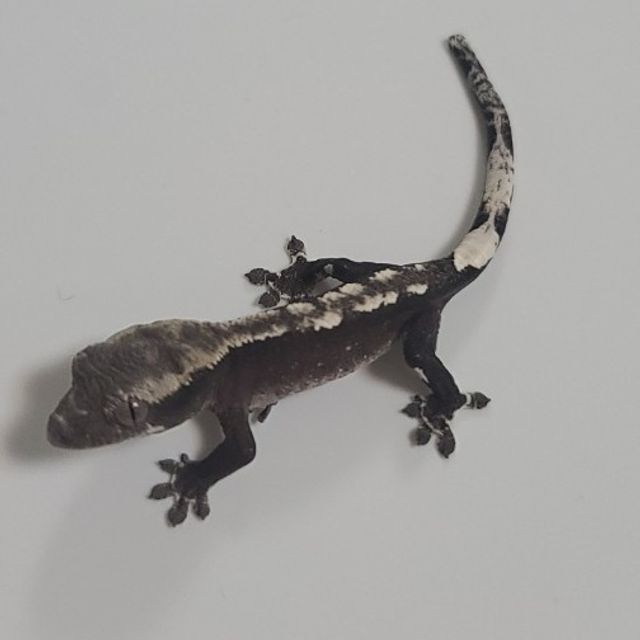 아잔틱