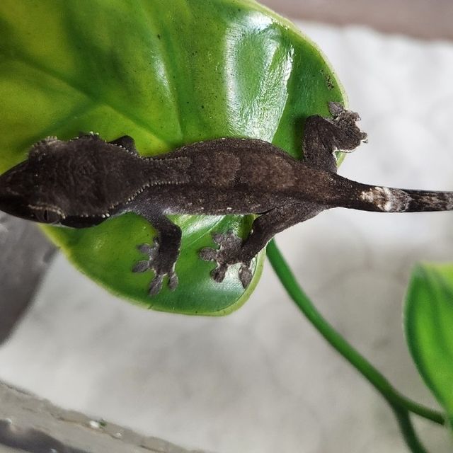 아잔틱
