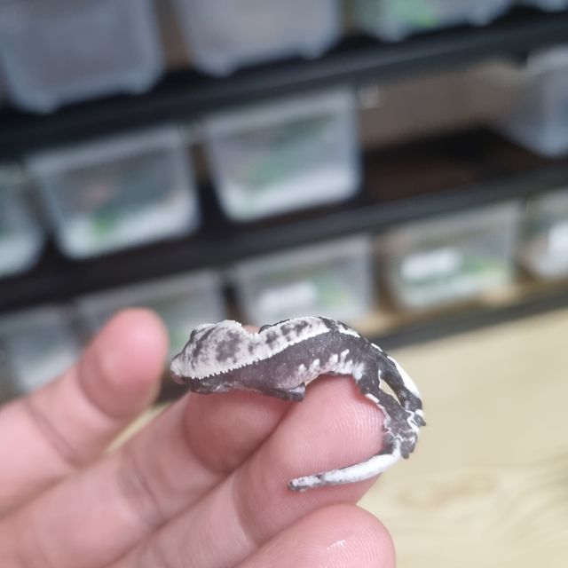 아잔틱