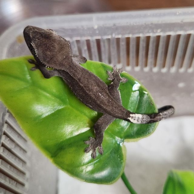 아잔틱
