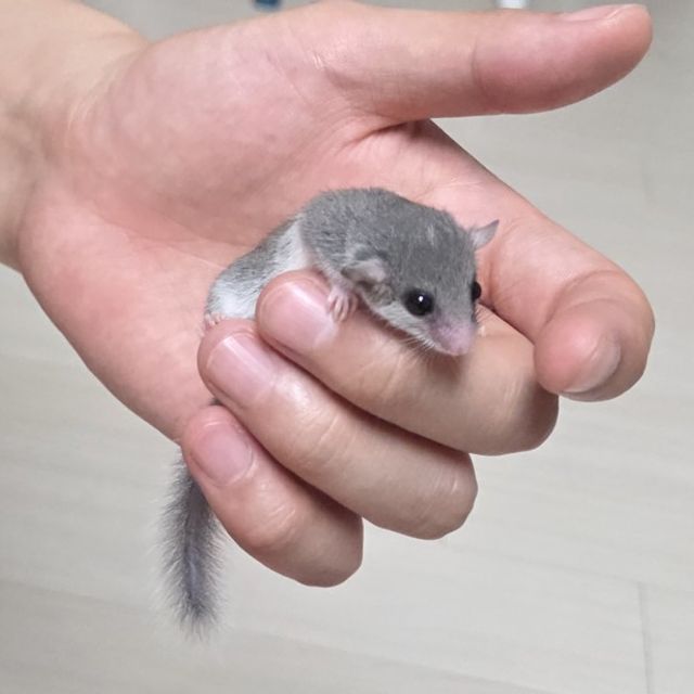 노말