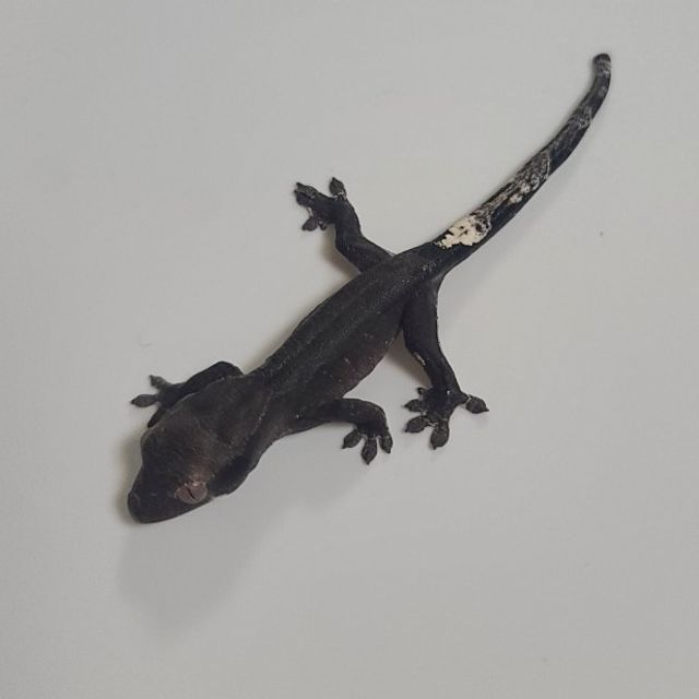 아잔틱