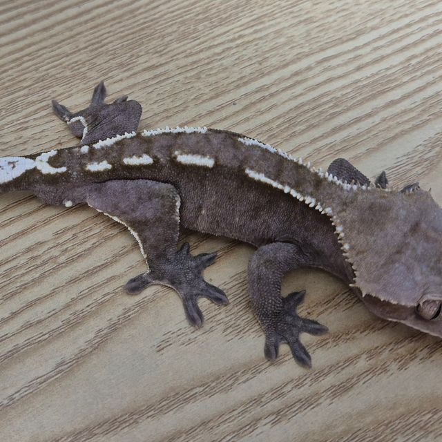 아잔틱