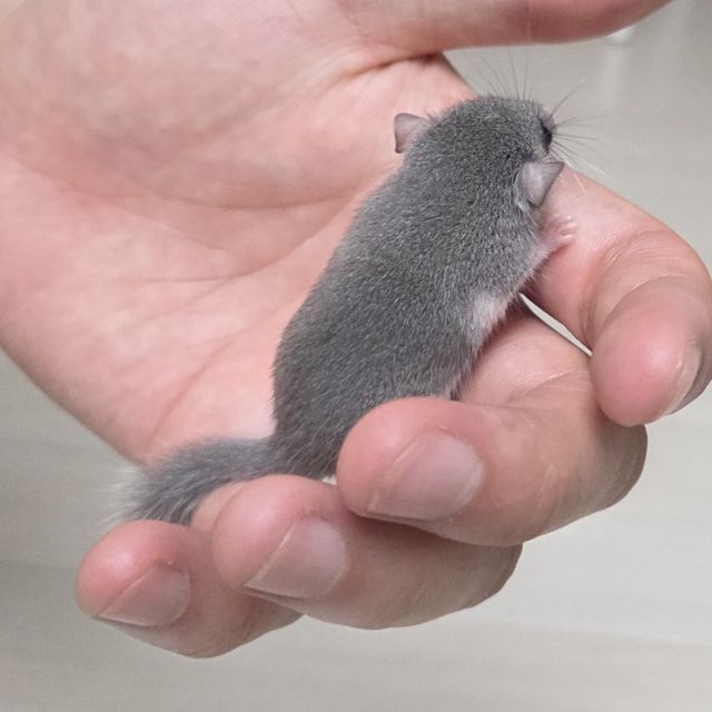 노말