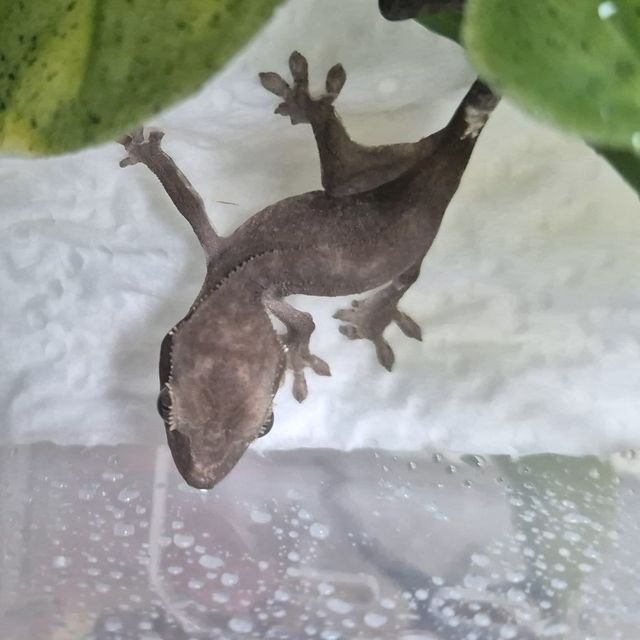 아잔틱