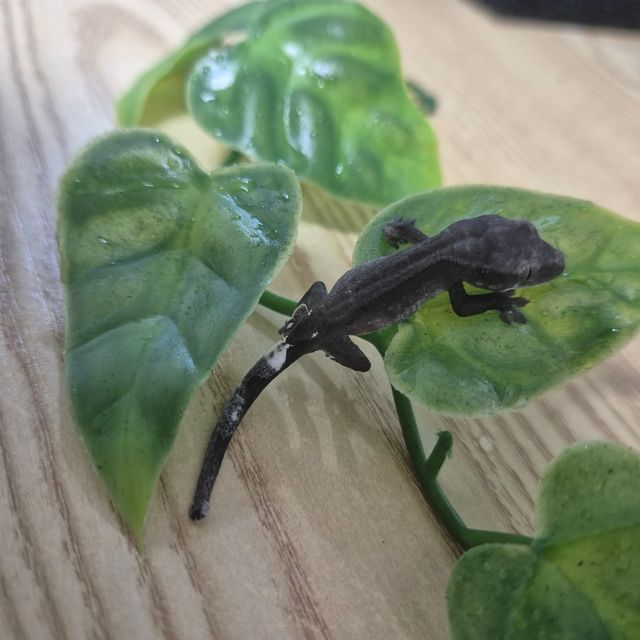 아잔틱