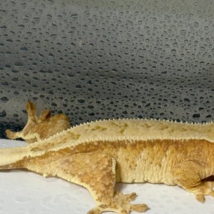 풀핀 패턴리스