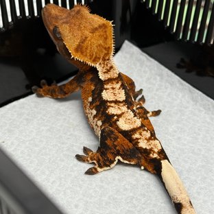 트라이
