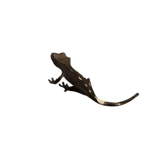 아잔틱