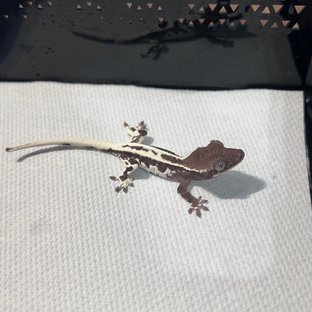 아잔틱 프라푸치노