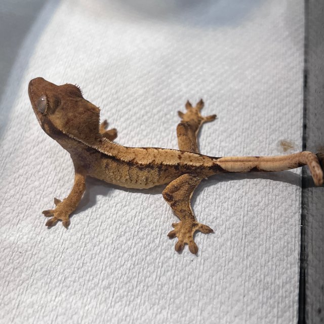 화이트스팟 드리피 노멀