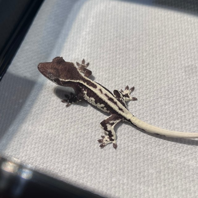 아잔틱 프라푸치노