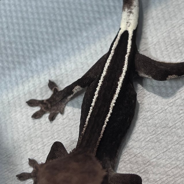 아잔틱 슈퍼스트라이프