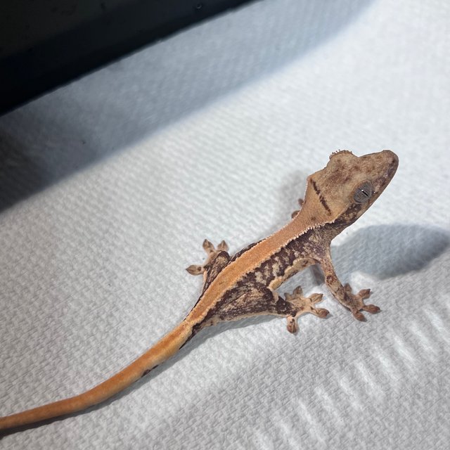 솔리드백 릴리화이트