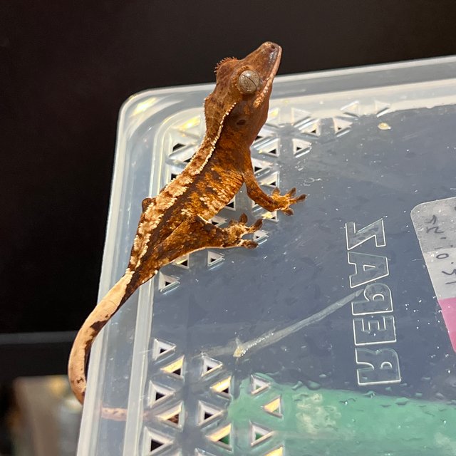 익스트림할리퀸 트라이