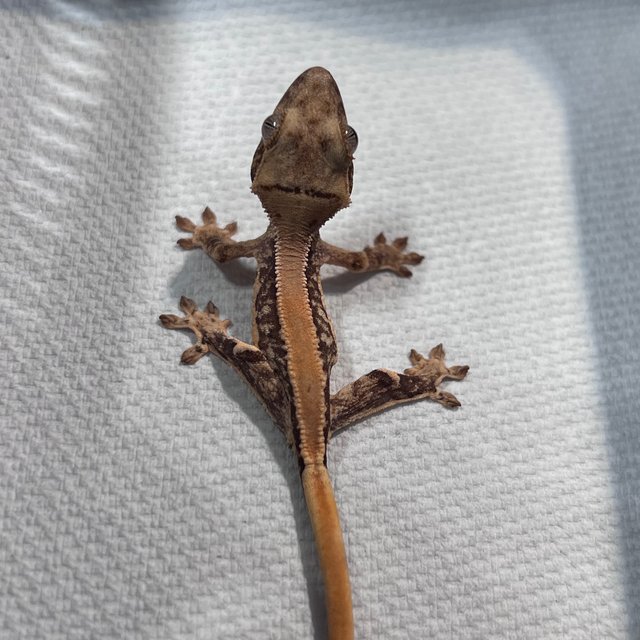 솔리드백 릴리화이트