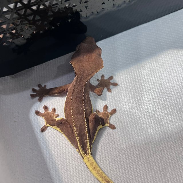 릴리화이트 팬텀 레드