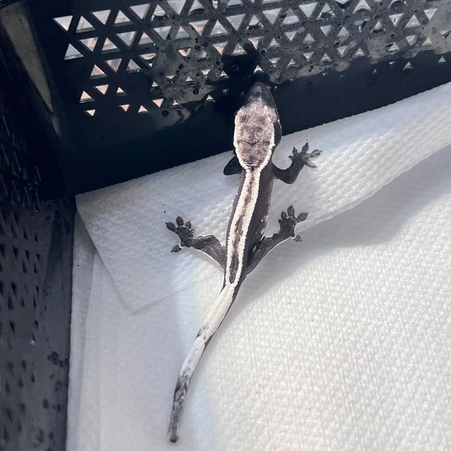 아잔틱 슈퍼스트라이프