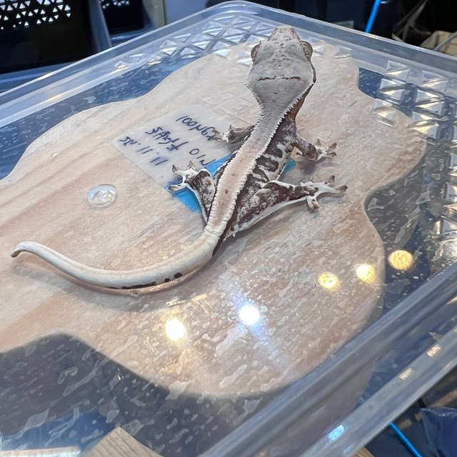 릴리100%헷아잔틱